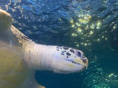 -太平洋海底世界