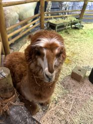 -Zoolung Zoolung动物主题公园(海信广场店)