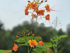 -东莞植物园
