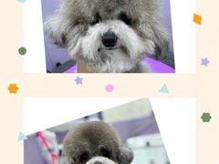 -唐小姐の私宠·宠物洗护美容·撸猫馆·购宠(周浦万达旗舰店)