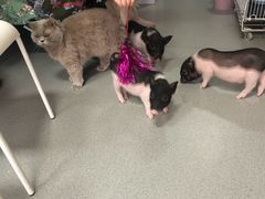 -我爱猫咪·猫咖·狗咖·安哥拉兔·羊驼咖(小寨华旗店)