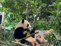 -灵玲国际马戏城