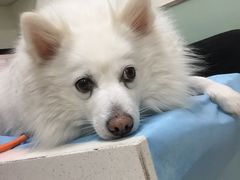 -瑞派·关忠动物医院·异宠专科·犬猫肿瘤·皮肤专科(望京店)