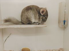 -龙猫仔乐园(惠福东路店)