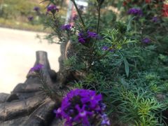 -木兰云雾山