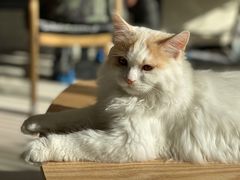 -平行世界·猫咖(首经贸店)