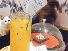 -滚猫咖啡·猫咖·猫友好撸猫(未来城店)