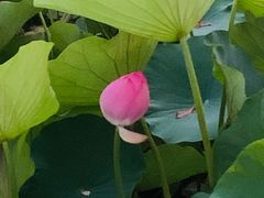 -莲花池公园