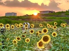 -光明小镇欢乐田园