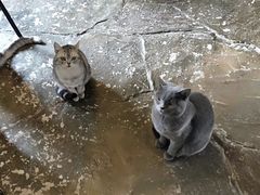-猫猫幼稚园·撸猫·桌游·电玩