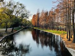 -上海共青森林公园