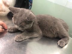 -福懋动物医院·犬猫全科·外科·重症科(杏林分院)
