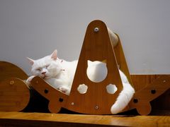 -有猫主题·治愈系猫咖(曾厝垵店)