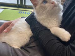 -PETKIT 小佩宠物·德文赛凯猫舍