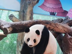 -广州长隆野生动物世界