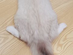 -绒爪撸猫下午茶·猫咖