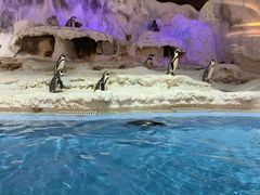 -帝企鹅自助餐厅•儿童岛•真企鹅(长隆企鹅酒店)