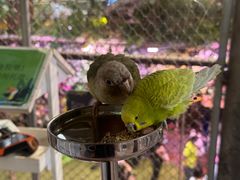 -正佳雨林生态植物园
