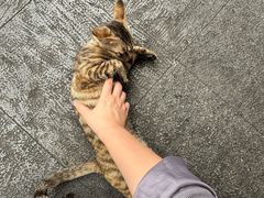 -非遗·十八曲鱼饺(西马总店)