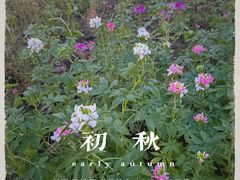-吴山景区