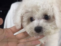 -萌宠之家·腊肠犬·马尔泰·小体犬舍