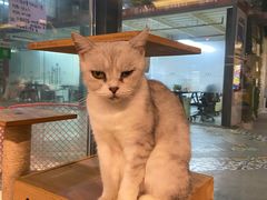-more than meow吴止猫主题餐厅(承德 中船汇店)