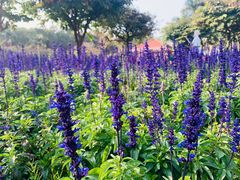 -广州莲花山旅游区