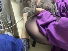 -爱侣·安琦尔宠物医院·中兽医针灸·心内科·狂犬免疫点(宝山区院)