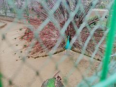 -武汉紫薇都市田园