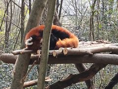 -都江堰中华大熊猫苑