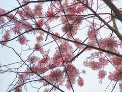 -四海公园(南山区)