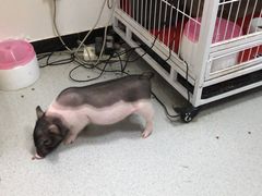 -我爱猫咪·猫咖·狗咖·安哥拉兔·羊驼咖(小寨华旗店)