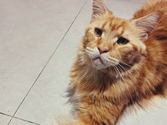 -Heymao猫咖.咖啡厅(东门店)