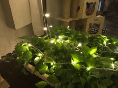-喵zoo家庭繁育猫舍(尖东智能花园店)