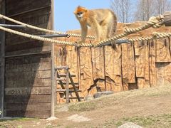 -上海野生动物园