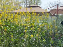 -黄山老妈·土菜(碧桂园店)