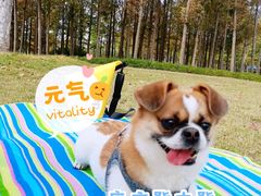 -上海长兴岛郊野公园