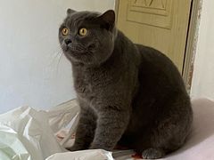 -Pets First伊珊娜洗护·精致美容·家庭式寄养(新会路店)