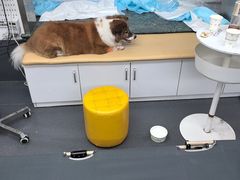 -爱侣宠医·鹦鹉专科·小型哺乳类·异宠专科(灵石路店)