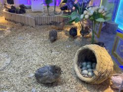 点击看大图 -神奇动物撸宠馆·羊驼·小浣熊·异宠(豫园店)