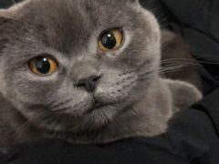 -芭比堂宠物医院·全科爱猫医院·仁德分院