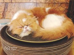 -more than meow吴止猫主题餐厅(承德 中船汇店)