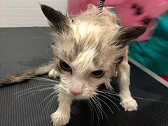 -Pets First伊珊娜洗护·精致美容·家庭式寄养(新会路店)