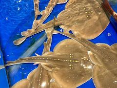 -三亚火车头万人海鲜广场