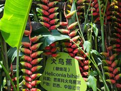 -云南勐巴娜西珍奇园