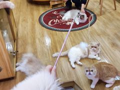 -滚猫咖啡·猫咖·猫友好撸猫(未来城店)