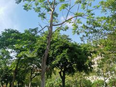 -惠州金海湾嘉华度假酒店