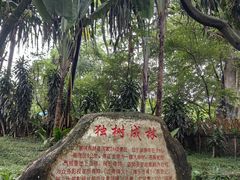 -瑞丽独树成林风景区