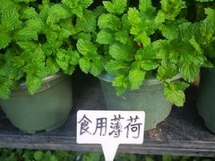 -溪岸路花鸟市场