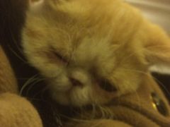 -猫色咖啡·猫咖